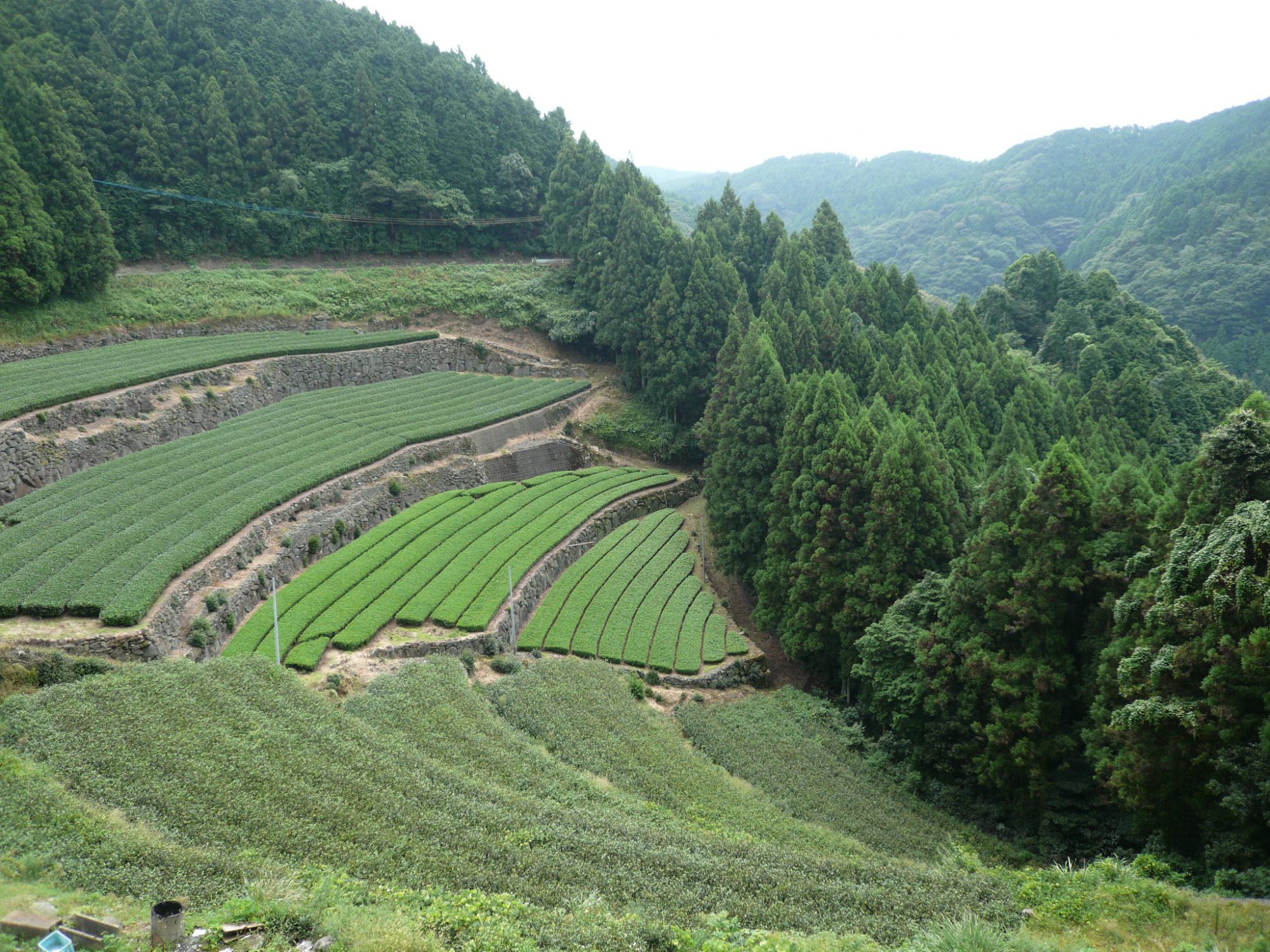 Plantation de thé vert japonais