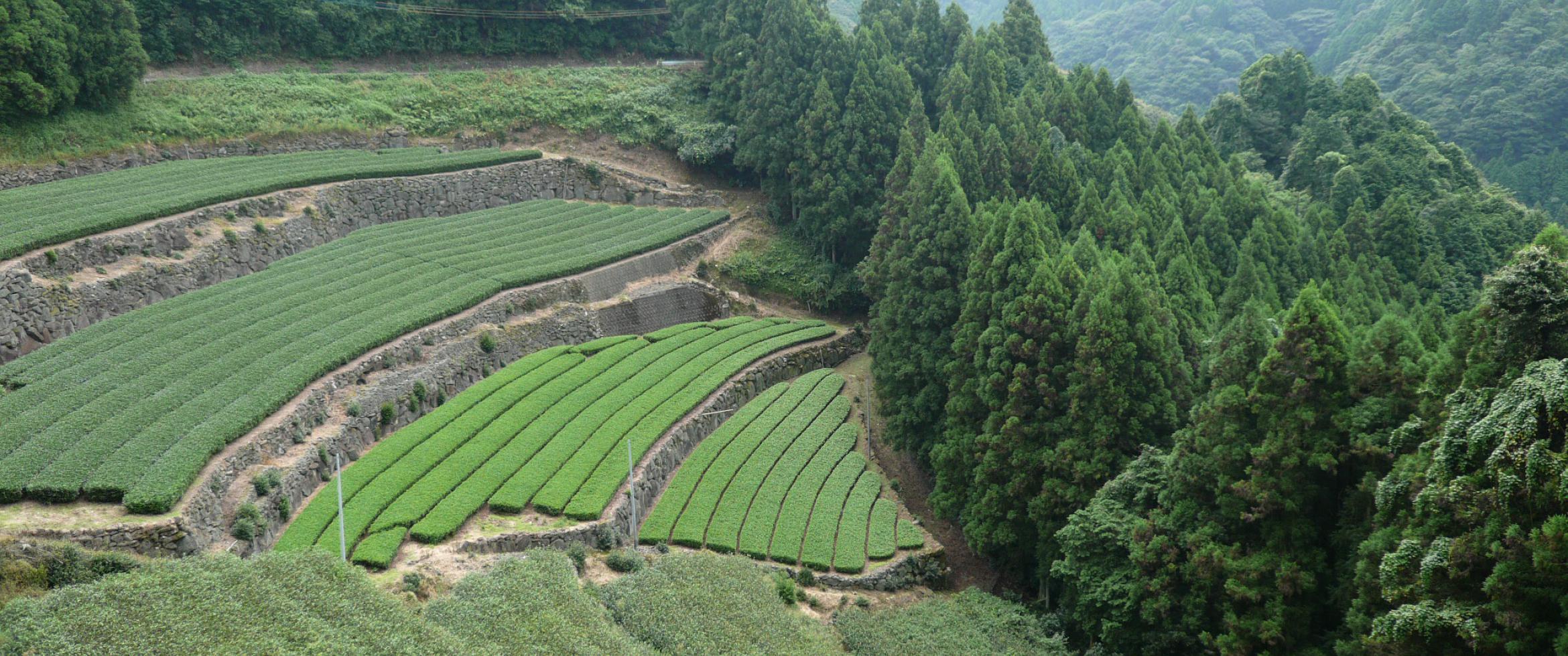 Plantation de thé vert japonais