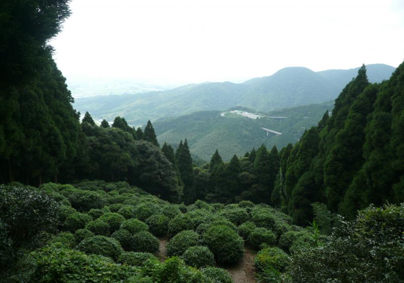 Plus ancienne plantation historique de thé au Japon - Moine Yosai